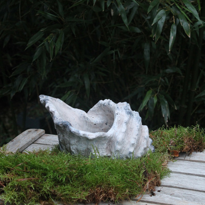 Zement Pflanzgef�� Schneckenhaus Muschel