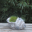 Zement Pflanzgef�� Schneckenhaus Muschel